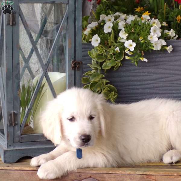 Trevor, English Cream Golden Retriever Puppy