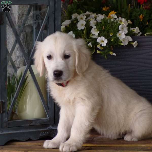 Tina, English Cream Golden Retriever Puppy