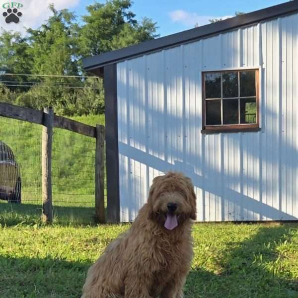 May, Goldendoodle Puppy