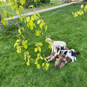 LeAlan & Katie Reiff,  Breeder