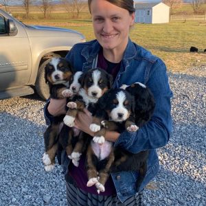 Alpine Majesty Bernese,  Breeder