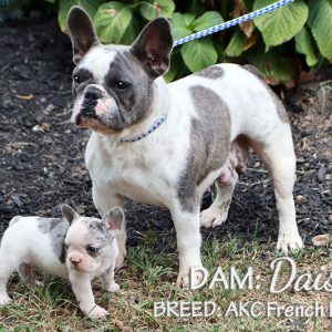 Andrew & Marlene Reiff,  Breeder