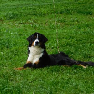 Lavelle Boll,  Breeder