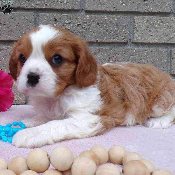 Sammy, Cavalier King Charles Spaniel Puppy