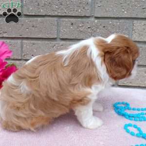 Sammy, Cavalier King Charles Spaniel Puppy