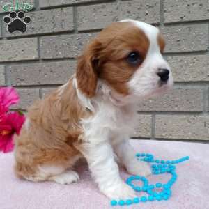 Sammy, Cavalier King Charles Spaniel Puppy