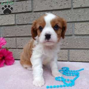 Sammy, Cavalier King Charles Spaniel Puppy