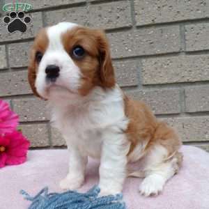 Sammy, Cavalier King Charles Spaniel Puppy