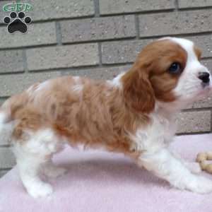 Sammy, Cavalier King Charles Spaniel Puppy