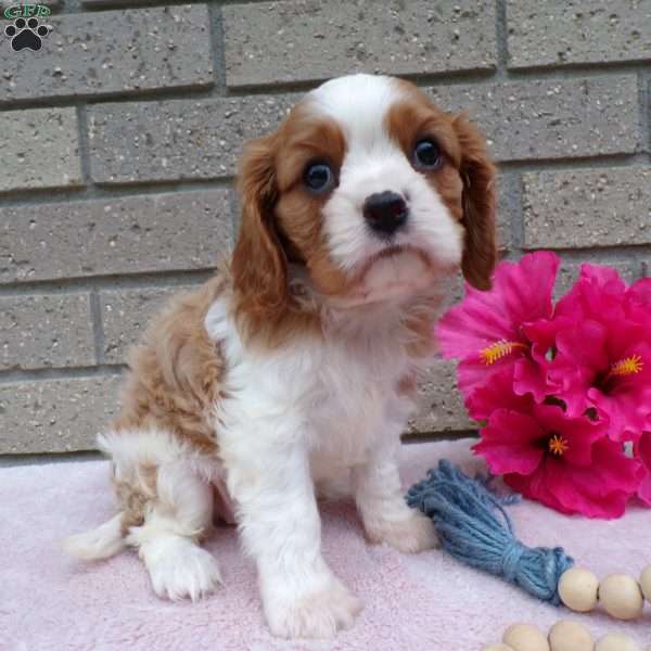 Sadie, Cavalier King Charles Spaniel Puppy