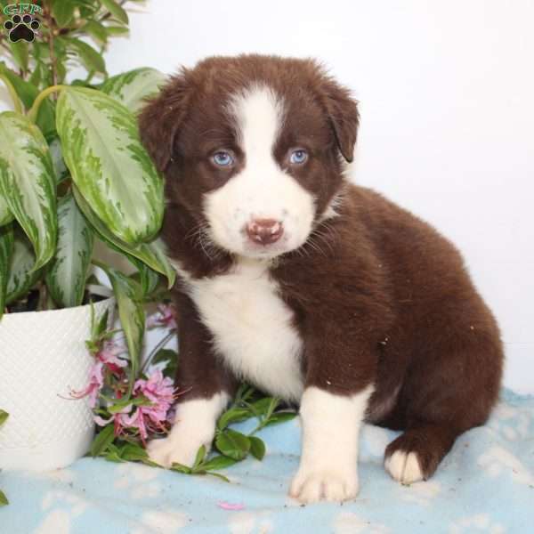 Anderson, Australian Shepherd Puppy