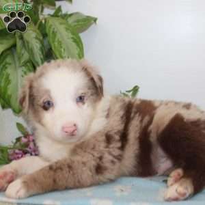 Austin, Australian Shepherd Puppy