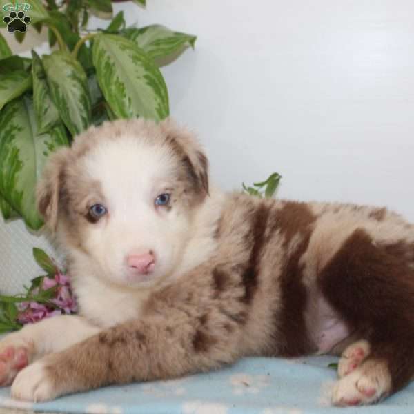 Austin, Australian Shepherd Puppy