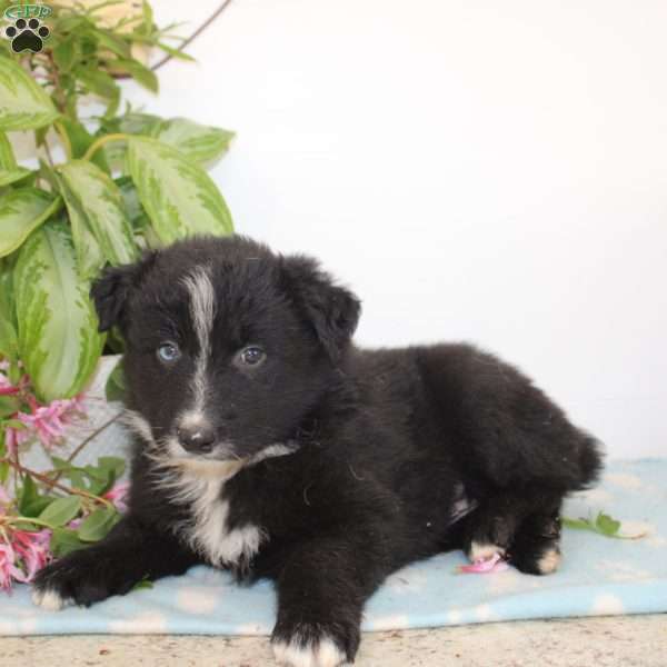 Alex, Australian Shepherd Puppy