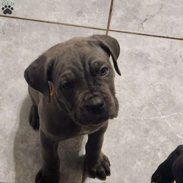 York, Cane Corso Puppy