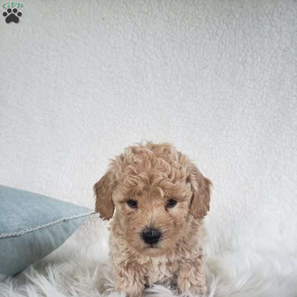 Ruffle, Toy Poodle Mix Puppy