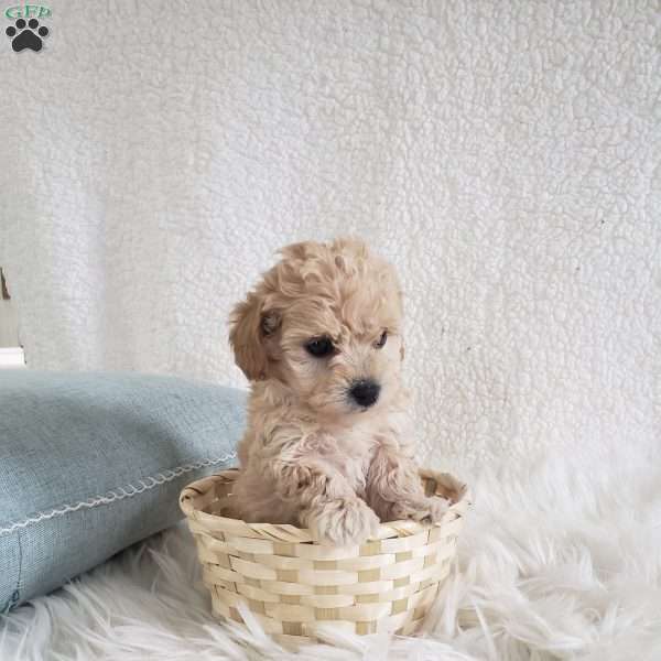 Teddy, Toy Poodle Mix Puppy