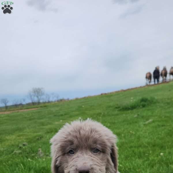 Emily, Newfoundland Puppy