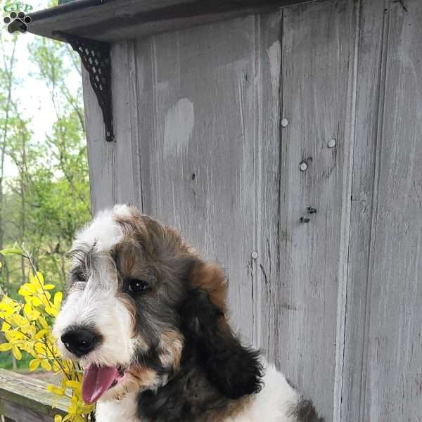 Charlie F1B, Bernedoodle Puppy