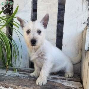 Cody, West Highland Terrier Puppy