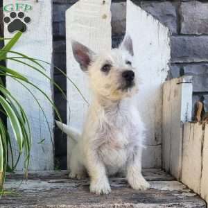 Cody, West Highland Terrier Puppy