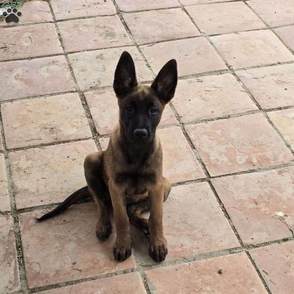 Troy, Belgian Malinois Puppy