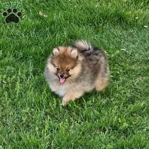 Pomeranian Puppies For Sale - Greenfield Puppies