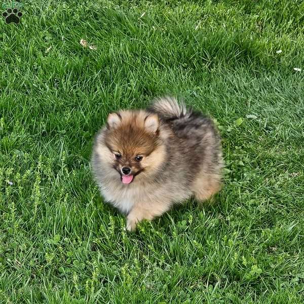 Toby, Pomeranian Puppy