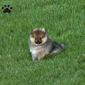 Toby, Pomeranian Puppy
