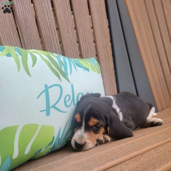 Rhaenyra, Beagle Puppy