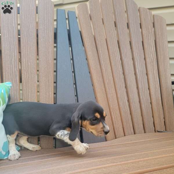 Ravenna, Beagle Puppy
