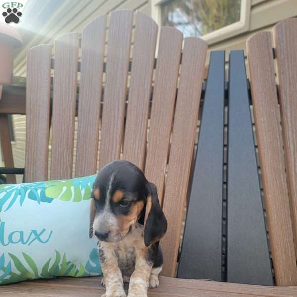 Reggie, Beagle Puppy