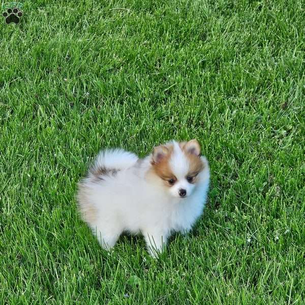 Daisy, Pomeranian Puppy