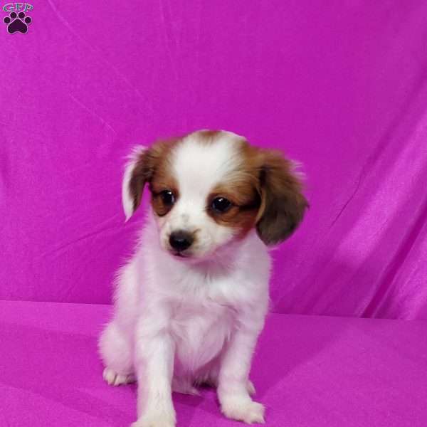 Tansy, Papillon Puppy