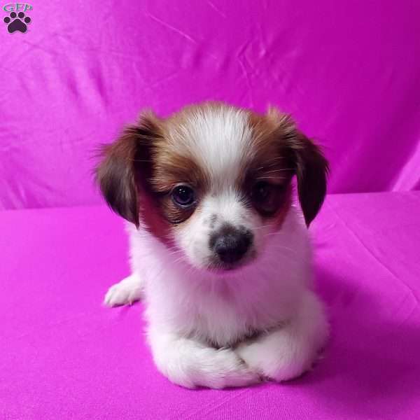 Tina, Papillon Puppy