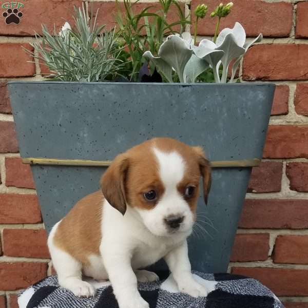 Brutus, Shih-Poo Puppy