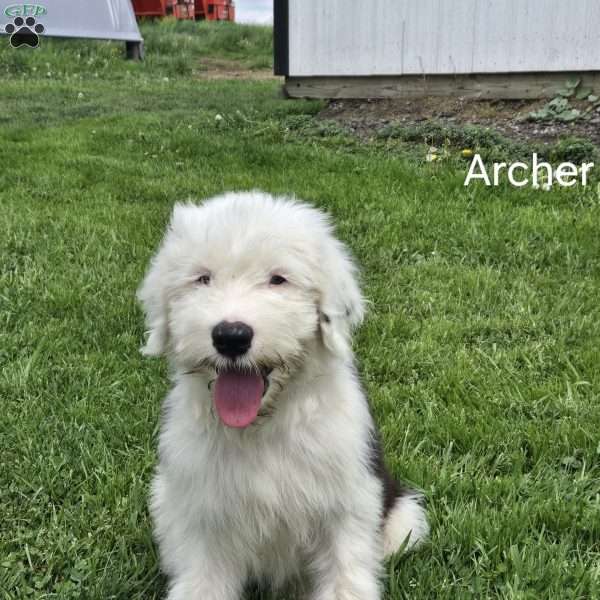 Archer, Old English Sheepdog Puppy