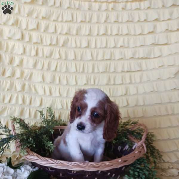 Carter, Cavapoo Puppy