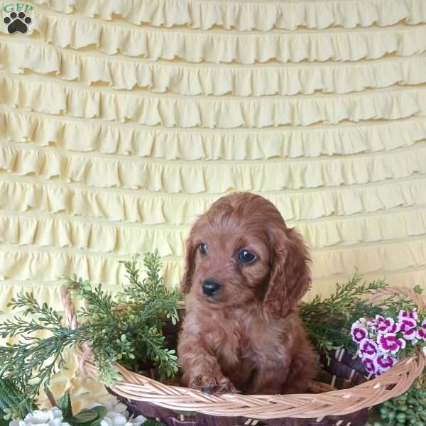 Rosie, Cavapoo Puppy