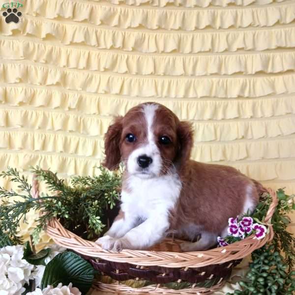 Lily, Cavapoo Puppy