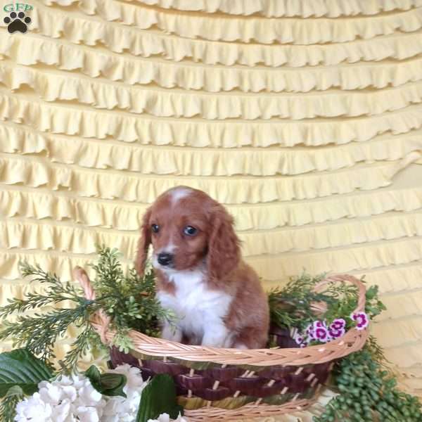 Gemmaley, Cavapoo Puppy