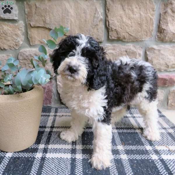 Abby, Cavapoo Puppy