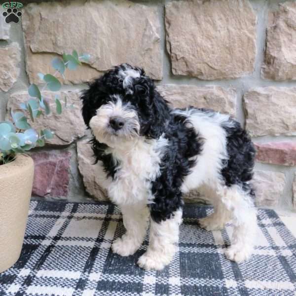 Arrow, Cavapoo Puppy