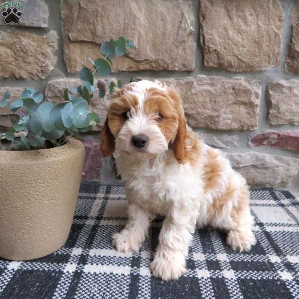 Amber, Cavapoo Puppy