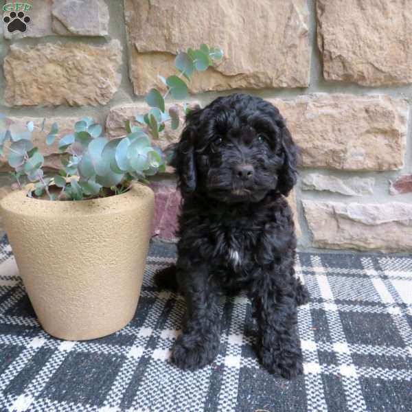 Alice, Cavapoo Puppy