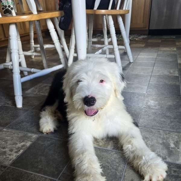 Zuma, Old English Sheepdog Puppy