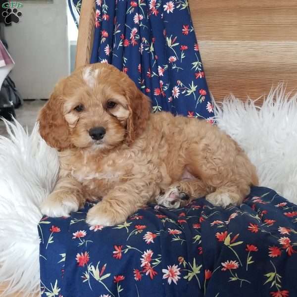 Benny, Cockapoo Puppy