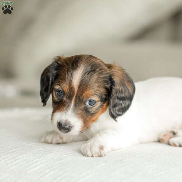 Ellie – Mini, Dachshund Puppy