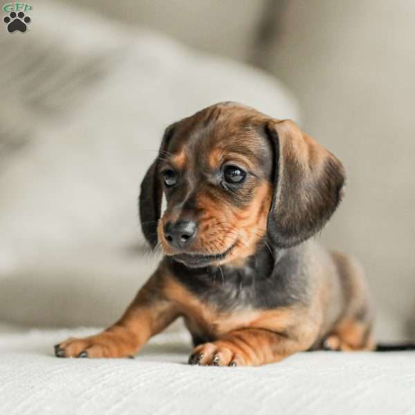 Flora – Mini, Dachshund Puppy