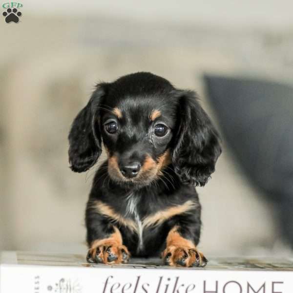 Tory – Mini, Dachshund Puppy